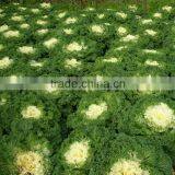 2015 100% Organic Kale Powder thumbnail-3