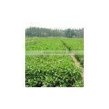 100% Natural Healthy Sweetener Stevia Whole Leaf Powder/stevia Stevioside/rebaudioside