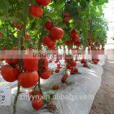 Zhongyan Hong No.2 Tomato Seed High Yield thumbnail-3
