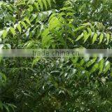 Neem Oil Extraction thumbnail-2