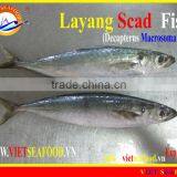 FROZEN W/R LAYANG SCAD thumbnail-1