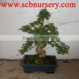Ligustrum Bonsai Art 25cm thumbnail-1