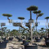 Olea Europaea "Pompon" Large Young Skin Trunk thumbnail-3