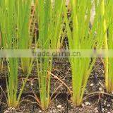 Acorus Calamus thumbnail-4