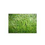 Sports Artificial Grass