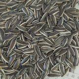 New Crop Sunflower Seed of Type 601 thumbnail-5