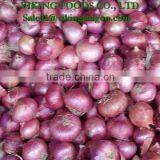 FRESH RED ONION _ FROM VIET NAM thumbnail-1