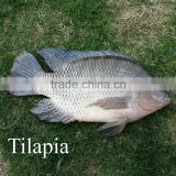 Frozen Tilapia Fish Factory, Black Tilapia Whole Round 100-200g, 200-300g,300-500g,500-800g