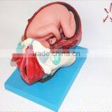 Training Model of Fetal Production Process in the Model of Term Fetus thumbnail-2