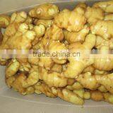 Yellow Ginger thumbnail-1