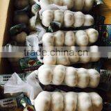 New Season Chinese Normal White Garlic thumbnail-2