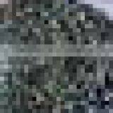 Moringa Seeds thumbnail-3