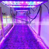 Lumini Best Four Channels Best Greenhouse Led Growing Lights Forplants thumbnail-3