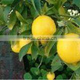 Big Size Fresh Lemon, Fresh GREEN Lime IN 2016 SAISON thumbnail-1