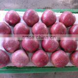 88# Qinguan Apple thumbnail-1