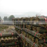 Bamboo Poles thumbnail-5