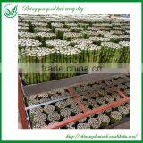 Indoor Straight Lucky Bamboo Plants Sale thumbnail-1