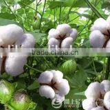 Liquid Organic New Growth Regulators Root Fertilizer Treat Malnutrition, Root Degradation, Dysplasia thumbnail-6