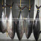 Frozen Yellowfin Tuna thumbnail-1