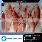 Best Quality Frozen Red Snapper Fish IQF