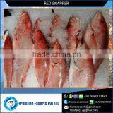 Best Quality Frozen Red Snapper Fish IQF thumbnail-1