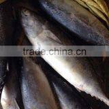 Fresh Tuna Loin of Bonito Tuna thumbnail-1