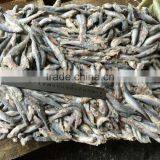 Fresh Frozen Small Anchovy thumbnail-1