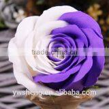 Wholesale Decorative Artificial Two-tone Rose Flower Soap Flower for Festival thumbnail-5