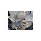 Pleurotus Ostreatus Mushroom thumbnail-1