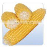 Yellow Corn Maize