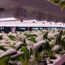 Led Grow Lights China Price Led Plant Light Manufacturer thumbnail-5