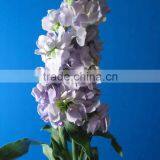China Stylish Cut Fresh Violet Flowers thumbnail-1