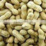 Shelled Groundnut