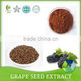 100% Natural Grape Seed P.E. / Grape Seed Extract (p.e.) Powder