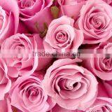 Fresh Cut Rose Flower thumbnail-6