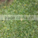 Moringa Leaf thumbnail-1