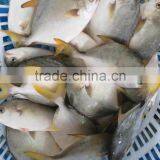 Land Frozen Golden Pomfret thumbnail-1