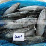 Export Best Price Frozen Bonito Fish 300+ thumbnail-1