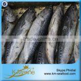With Competitive Price Bonito Fish thumbnail-1