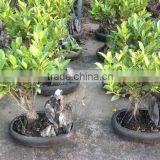 Ficus Bosnai With Stone thumbnail-1