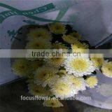 A Grade Different Varieties Of Small Sprayed Chrysanthemum For Sale thumbnail-5