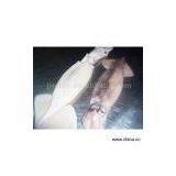 Sell Illex Argentina Squid thumbnail-1