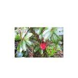 Schisandra Chinensis thumbnail-1