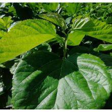 Mulberry Seeds Mulberry Tree Seedling Guangxi Sang te You 2 Mulberry for Sericulture thumbnail-3