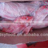 Frozen red snapper(whole round)fish