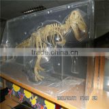 Plastic Model specimen package box