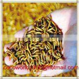 Top Quality Bulk Chicken Feed Dried Mealworms Insects thumbnail-6
