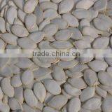 Snow White Pumpkin Seeds thumbnail-1