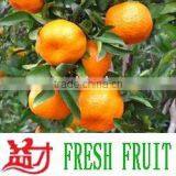 Mandarin Orange thumbnail-1