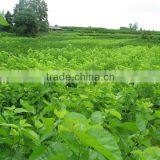 Morus Alba L Seedling thumbnail-3